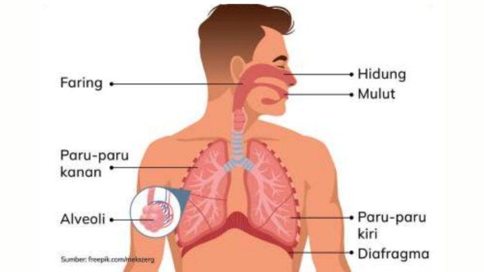 Persiapkan Ujian dengan Tryout Online IPA Organ Tubuh