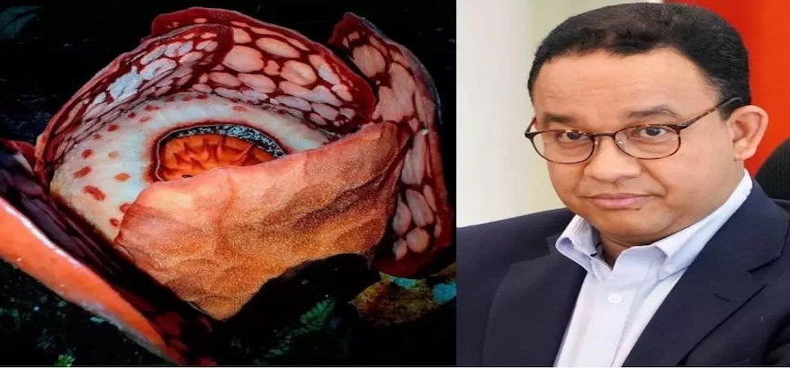 Kontroversi Oxford: Peneliti RI Tak Dicantumkan dalam Temuan Rafflesia hasseltii